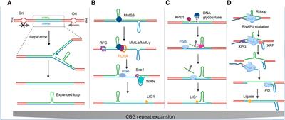 Non-canonical DNA/RNA structures associated with the pathogenesis of Fragile X-associated tremor/ataxia syndrome and Fragile X syndrome